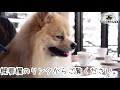 【宝塚】オールシーズン犬連れで楽しめる！cafe okina オキナ へ行ってきた。（詳細は概要欄まで）