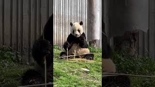 大熊猫泰山吃播。panda taishan eating.#panda #大熊猫 #animals #xiao #panda Eating #大熊猫吃播 #panda taishan#大熊猫泰山