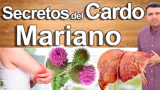 Para Qué Sirve El Cardo Mariano? - Beneficios Del Milk Thistle Para Tu Salud Y Belleza