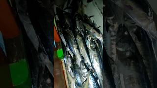 Part 3 Hasil Jaring Tenggiri 500 Juta #laut #bolang #petualangan #fishing #tenggiri #jaringikan