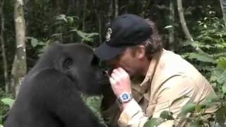 Gorilla e uomo si rincontrano dopo 5 anni!.avi