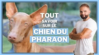 Le Chien du Pharaon : Race de chien !