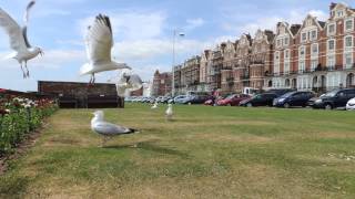 Slow Motion Film. SeaGulls In Flight Bexhill On Sea. East Sussex.1080HD