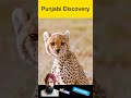 ਮੌਤ ਨਾਲ ਮੁਕਾਬਲਾ wildlifeawareness animals bird wildanimals wildliferehabilitation wildlife