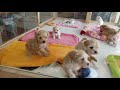 ミックス犬専門　ペットショップＡ－ワンで生まれました　　マルプーたくさん生まれました