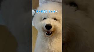 コストコってわんちゃんの物あるんだよ！ビションフリーゼ♯おもち♯アフロ犬♯可愛い♯犬♯小型犬♯もふもふ♯shorts♯ショート