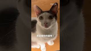 你的貓咪晚上都不睡覺嗎？😎 #好味小姐 #cat