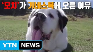 [자막뉴스] 세계에서 가장 긴 혀 가진 개 '모치' / YTN