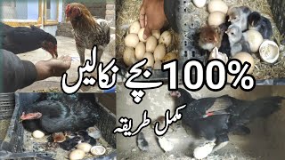 murgi k ando sy bachy kaisy nikalain 😎|Hen chicken | egg hatching | hen chicken