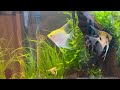 10 beautiful freshwater angelfish tanks