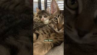 Kitty asks Siri #shorts #cat #funny #fun #siri