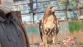 ＃28 掛川花鳥園 ハリスホーク 2023年1月5日