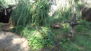 ヤブイヌご夫妻 いつも一緒です～♪　　今日も来てます埼玉県こども動物自然公園　00221