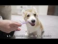 コーギー子犬、お散歩デビュー！幸せな時間でした。 corgi puppy s first walk 【生後4ヶ月】