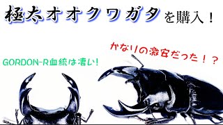 [ヤフオク]極太オオクワガタを購入！