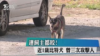 連飼主都咬! 近1歲比特犬 曾三次攻擊人