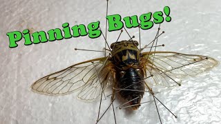 Introductory Bug Pinning
