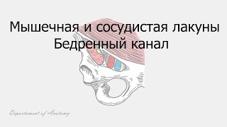 Мышечная и сосудистая лакуны. Бедренный канал.