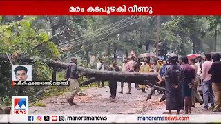 മരം കടപുഴകി വീണ് മാനന്തവാടി ബാവലി റോഡില്‍ ഗതാഗത തടസ്സം |Mananthavady | Tree