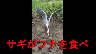 왜가리/Grey heron/苍鹭/ アオサギ