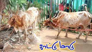 உரிமையாளரை பறக்கவிட்ட காளை 👿👿|| காட்டு மாடு 🔥🔥|| jallikkattu video