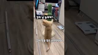 파괴왕 고양이 ㅋㅋㅋ