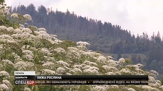 Отруйний борщівник стає катастрофою для Карпат