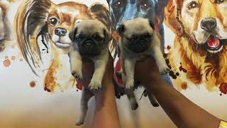 top quality pug puppies available  king5 pet's kakinada    9505905555