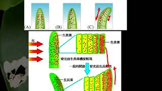 10601高一基礎生物2 4 01植物的向性反應一公