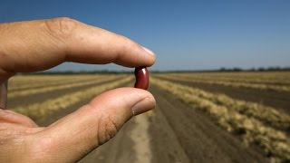 United States Dry Edible Bean Suppliers