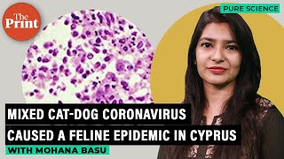 Cat coronavirus that caused epidemic in Cyprus had 'borrowed' genes from dog pathogen