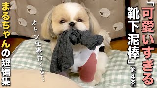 【シーズー】かわいすぎる靴下泥棒（他 4本）〜ボツにできなかったまるちゃんの短編集⑤〜【159】