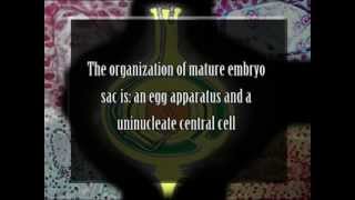 Types of Female Gametophyte in Angeosperm 2