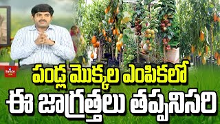 పండ్ల మొక్కల ఎంపికలో ఈ జాగ్రత్తలు తప్పనిసరి | hmtv Agri