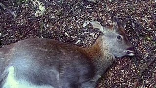 HUNTING SIKA DEER IN NEW ZEALAND 2001