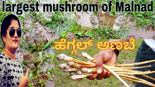 natural mushroom | ಹೆಗ್ಗಲ್ ಅಣಬೆ | largest mushroom of Malnad |  mushroom sambar in Kannada