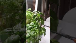 How I Propagate Basil #shorts #gardening #viral #plants