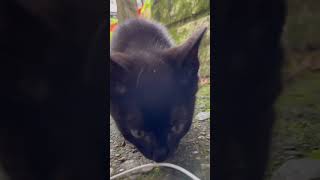 【伏見稲荷】イヤホンに興味津々な黒子猫クララ　Kitten curious about earphones