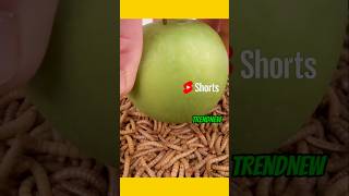 1000 പുഴുക്കളിൽ Apple വെച്ചപ്പോൾ സംഭവിച്ചത് 😱😱 #shorts #short #viralvideo