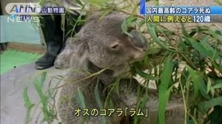 国内最高齢のコアラ死ぬ　人間に例えると120歳（12/03/30）