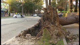 სტიქია ქუთაისში - ძლიერმა ქარმა სახლებს სახურავები ახადა და ასწლობანი ხეები წააქცია