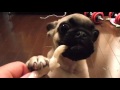 【しつけ】子犬への犬用骨ガムは手持ち必須※飲み込み注意！ pug kuromame puppy 3 months old