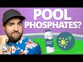 Are POOL PHOSPHATES Feeding ALGAE In Your Pool? | Swim University