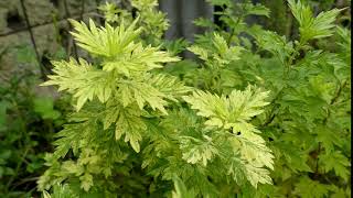 Artemisia orientalis 'Oriental Limelight'