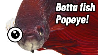 How To Treat Popeye In Betta Fish