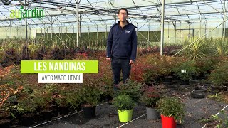 nandina sacred bamboo culture maintenance