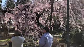 【水戸市】六地蔵寺の枝垂れ桜