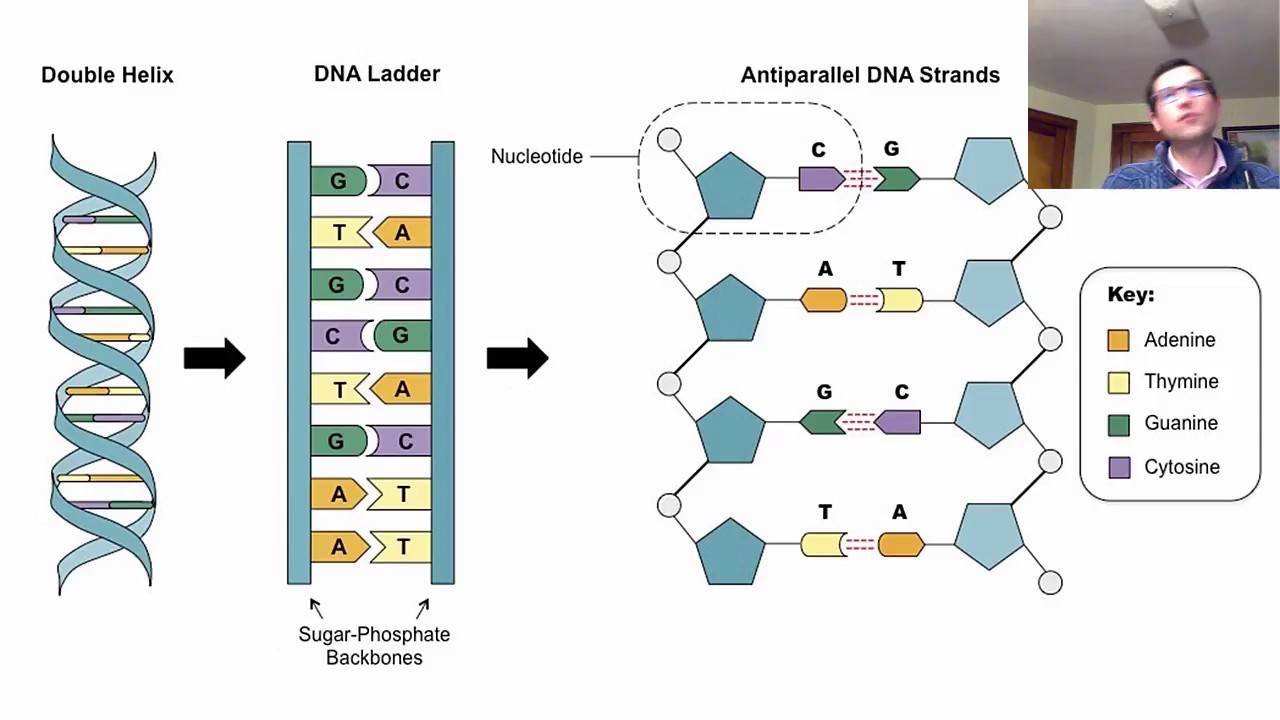 DNA For Forensic Science - YouTube