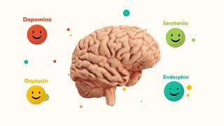 Happy Brain Chemicals: dopamine, serotonin, oxytocin, endorphin