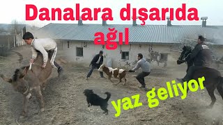 Yaz geliyor #Dana ağılı #Çocuklarla eşek ve ata binme #Köyde hayvancılık